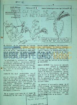 Cultivo de la betarraga.